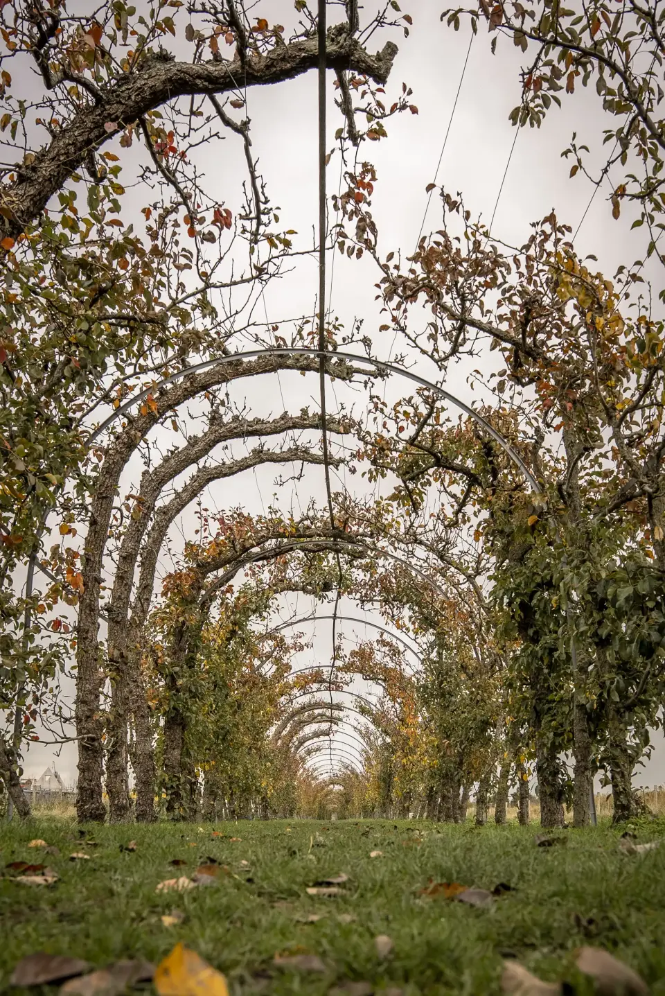 Perenlaan vanaf de grond